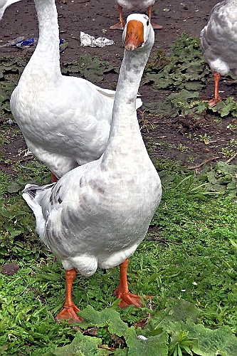 geraard (38)